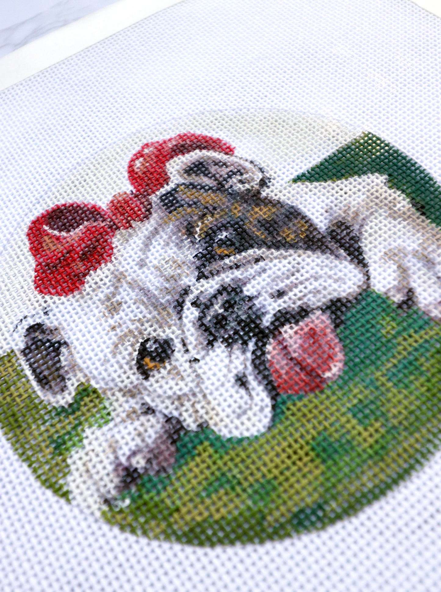 English Bulldog