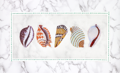 Seashells By The Seashore