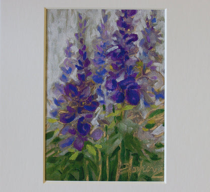Salvia